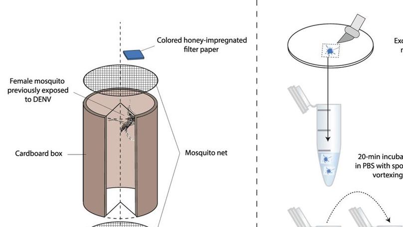 Excretion of dengue virus RNA by Aedes aegypti allows non-destructive monitoring of viral dissemination in individual mosquitoes