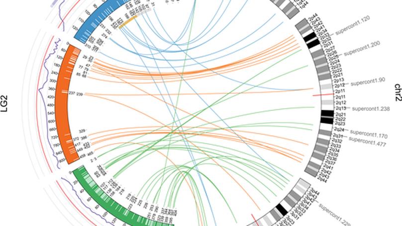 Extensive Genetic Differentiation between Homomorphic Sex Chromosomes in the Mosquito Vector, Aedes aegypti