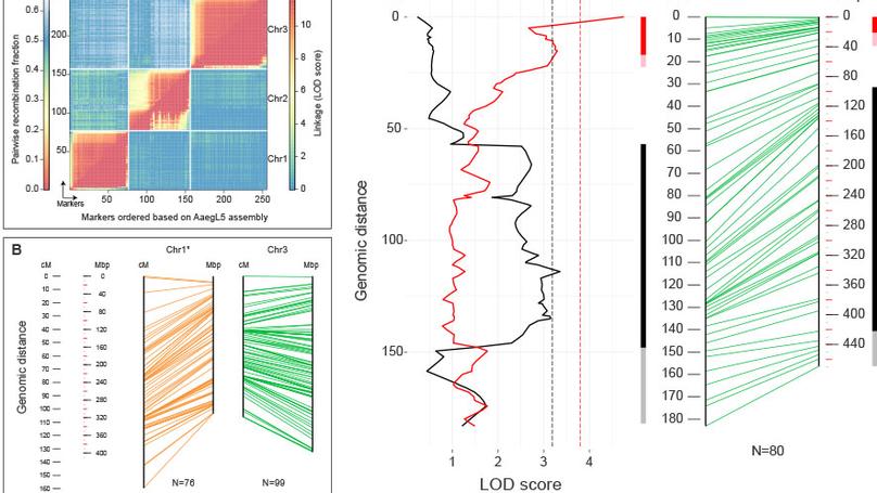 Improved reference genome of Aedes aegypti informs arbovirus vector control