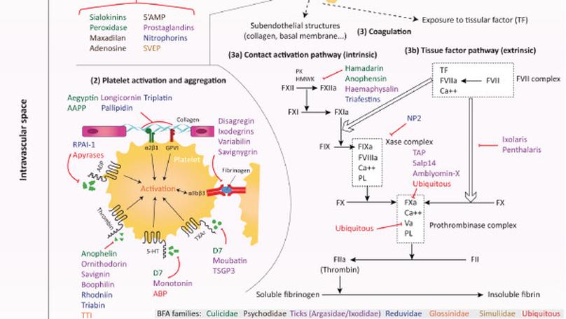 Implication of haematophagous arthropod salivary proteins in host-vector interactions